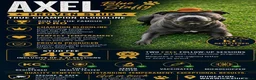 Staffordshire Bull Terrier dogs for stud: 👑Champion Blue Bloodline👑 - Axel - Advert 1
