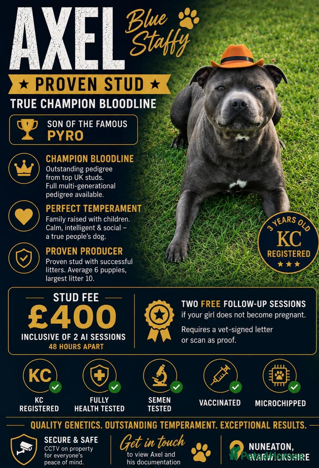 Staffordshire Bull Terrier dogs for stud: 👑Champion Blue Bloodline👑 - Axel - Advert 1