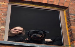 Rottweiler dogs for sale: Rottweiler puppies  - Image 6