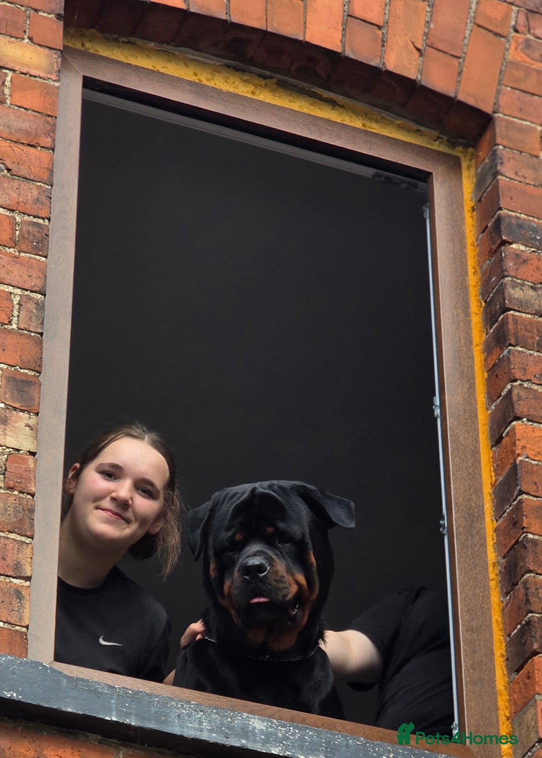 Rottweiler dogs for sale: Rottweiler puppies  - Image 6