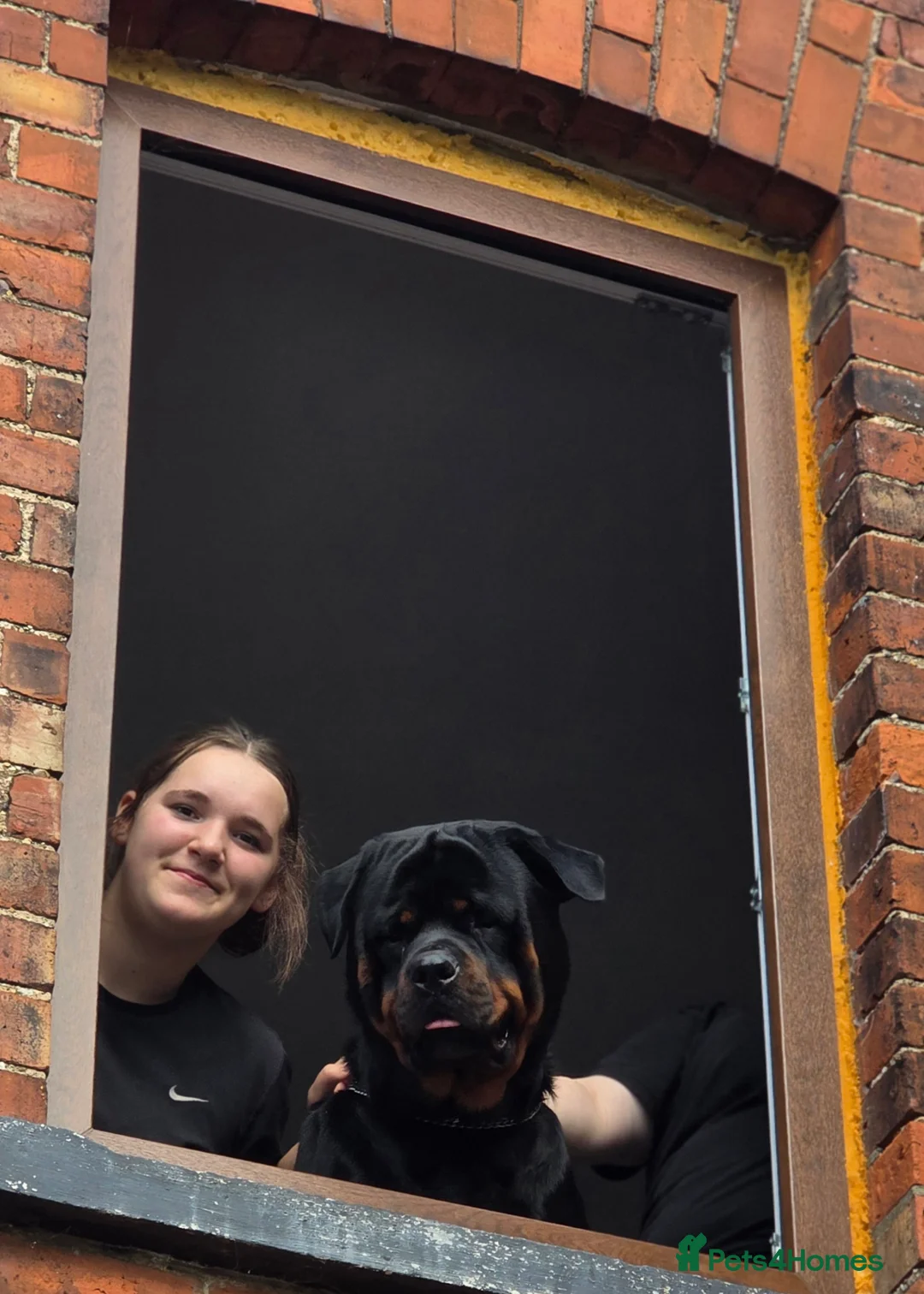 Rottweiler dogs for sale: Rottweiler puppies  - Advert 7