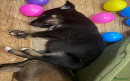 Mixed Breed dogs for sale: Lurcher x German Shepard puppies forsale - Image 27