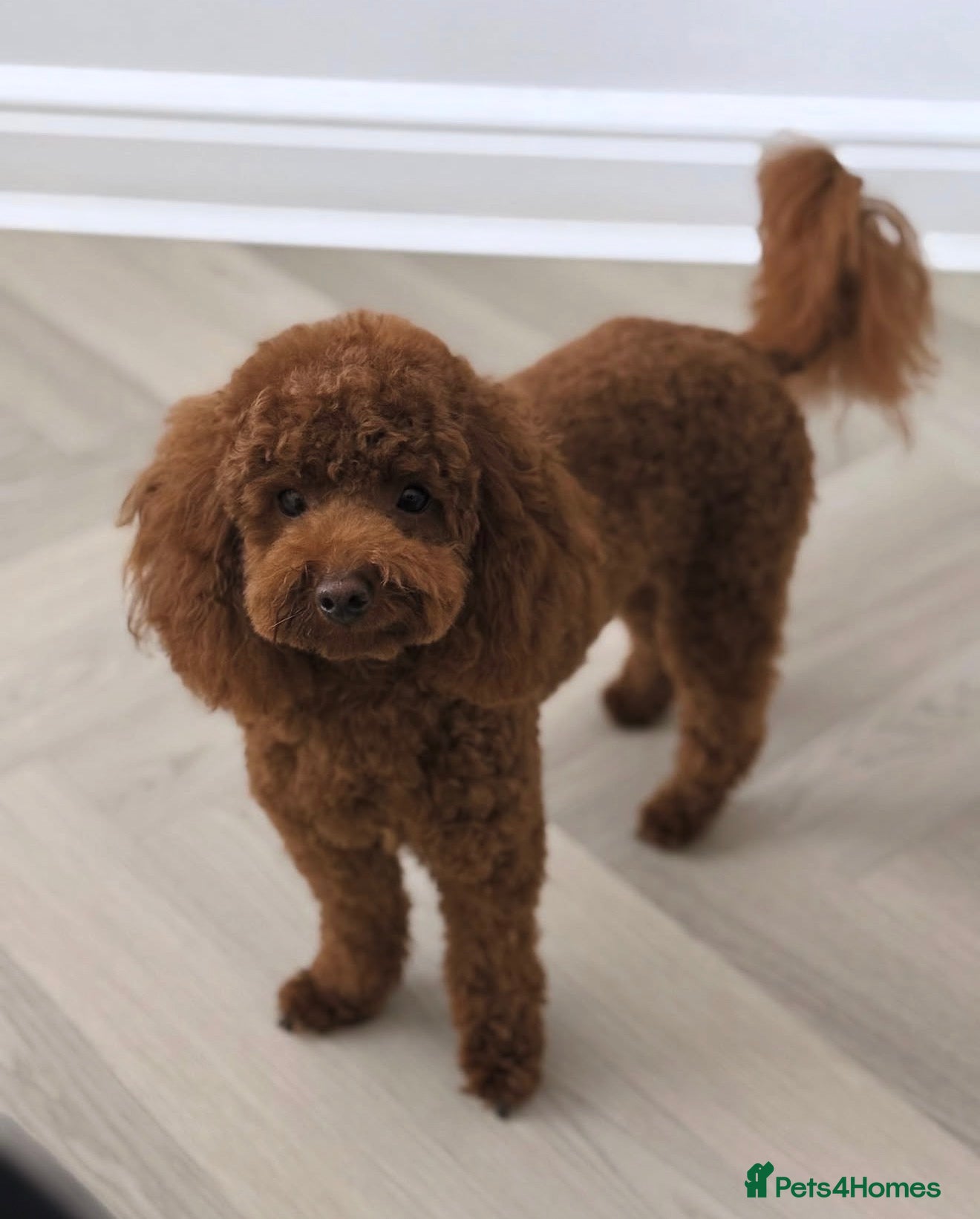 Toy Poodle dogs 🐩🤎Exceptional Deep Red Toy Poodle Puppies 🤎🐩  - Advert 1