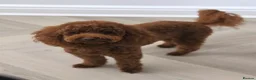 Toy Poodle dogs for sale: 🐩🤎Exceptional Deep Red Toy Poodle Puppies 🤎🐩  - Advert 1