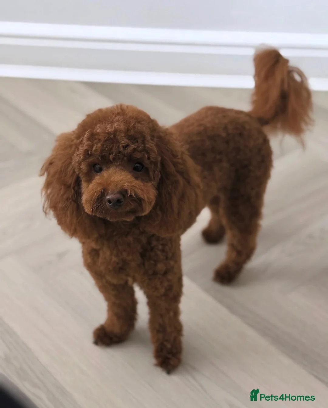 Toy Poodle dogs for sale: 🐩🤎Exceptional Deep Red Toy Poodle Puppies 🤎🐩  - Advert 1