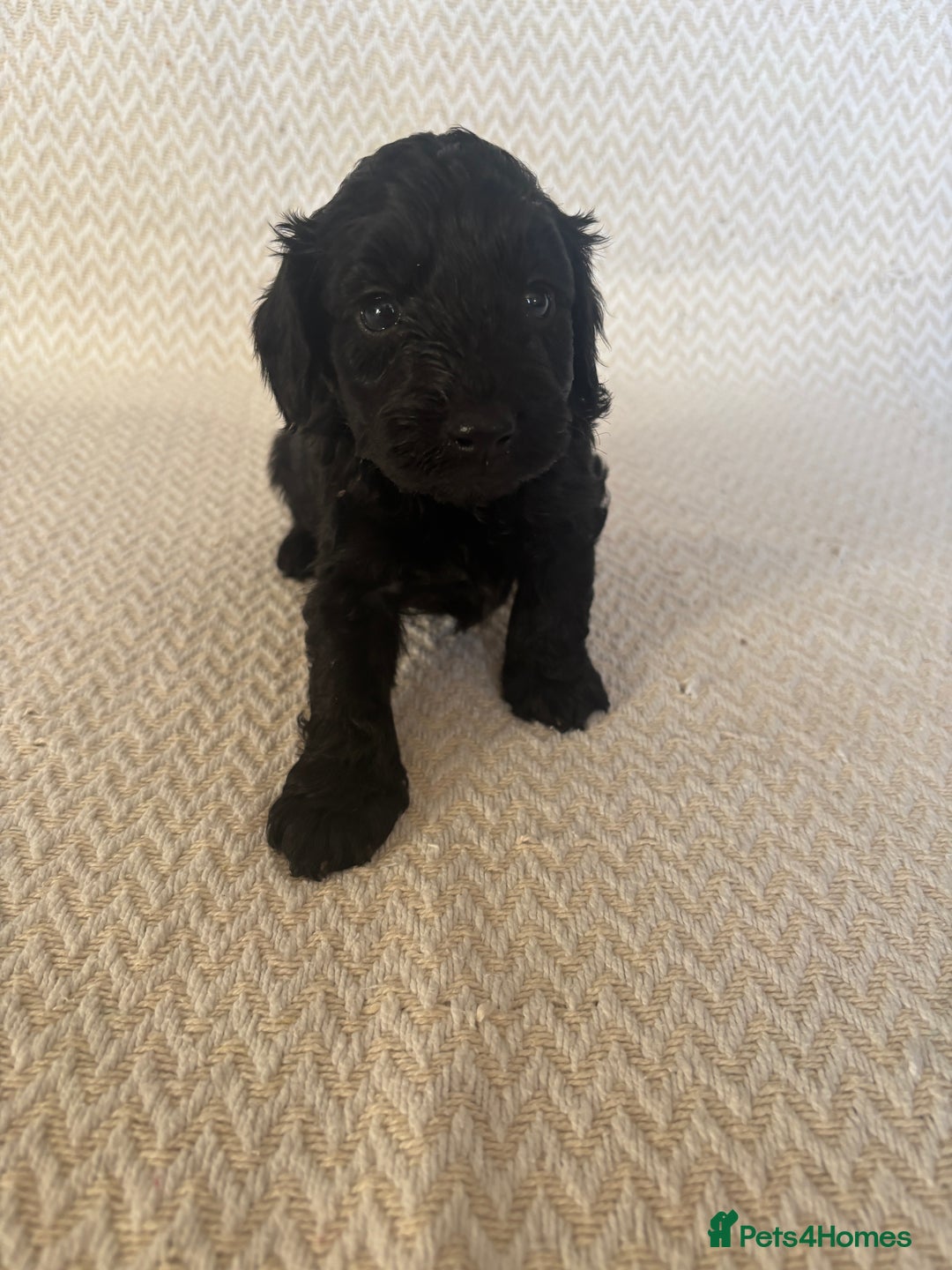 Cockapoo dogs for sale: Cockapoo puppies - Advert 10