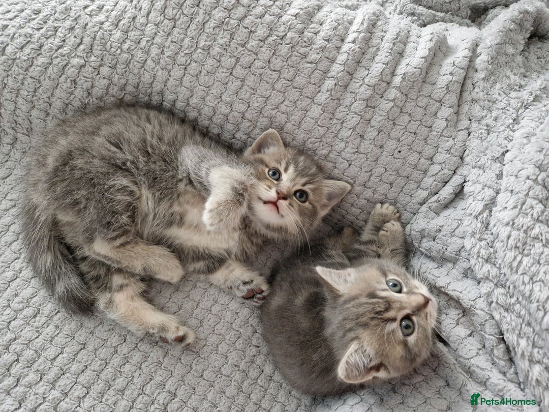 Ragdoll cats for sale: Ragdoll cross British kittens - Image 2