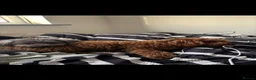 Mixed Breed dogs for sale: Rehoming 2 beautiful dogs  in London - Advert 2