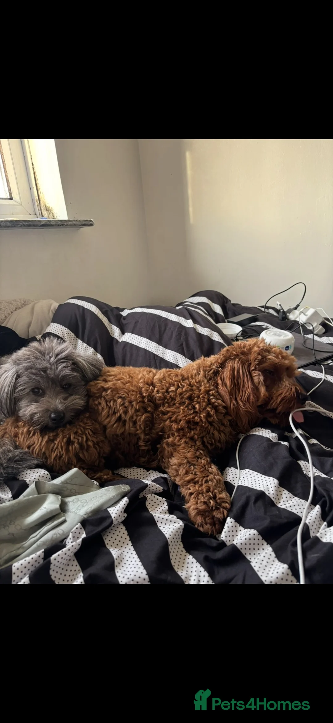 Mixed Breed dogs for sale: Rehoming 2 beautiful dogs  in London - Advert 2