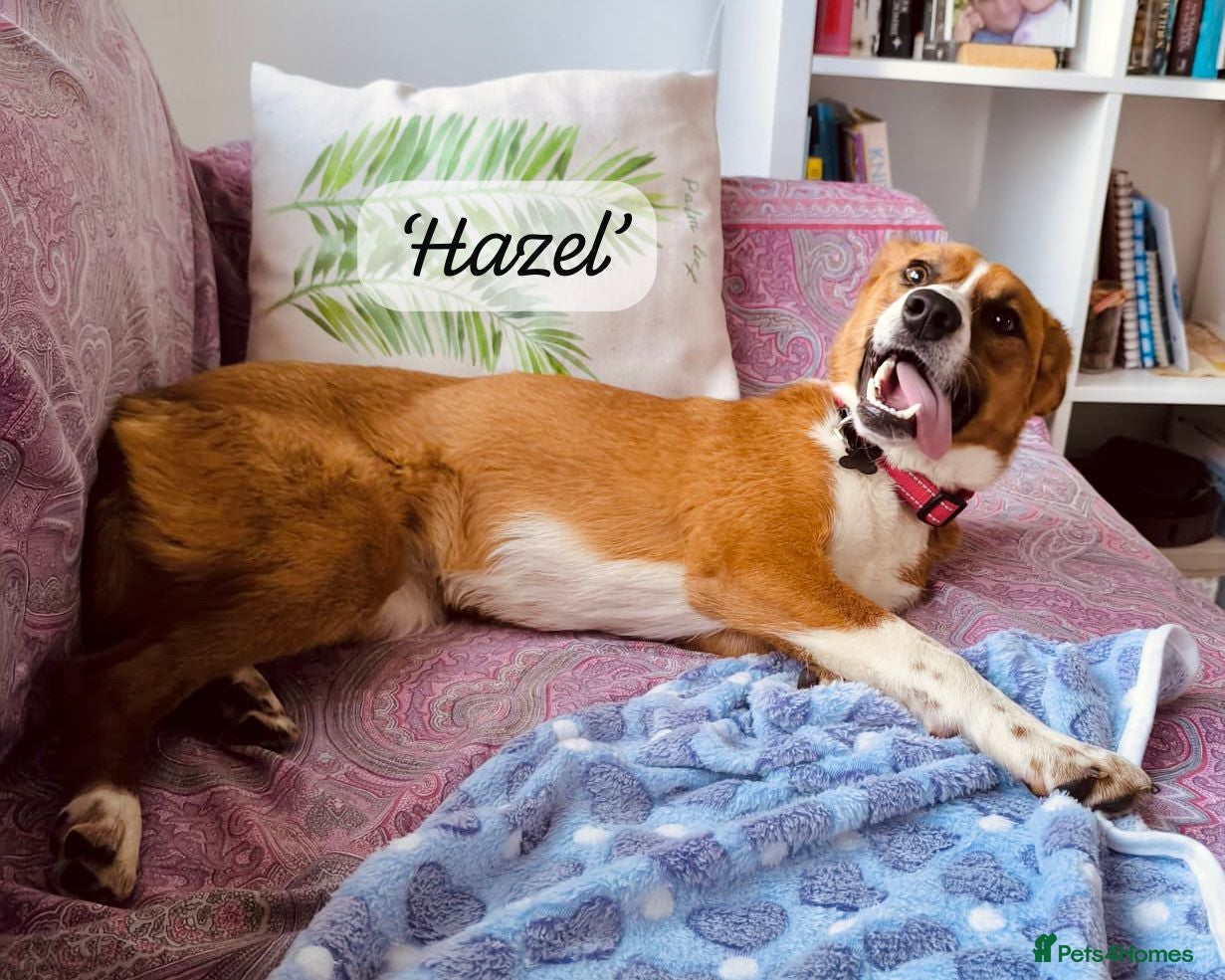 Mixed Breed dogs Hazel, 6 months approx. Available for adoption. - Advert 2