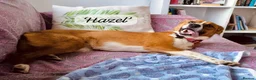 Mixed Breed dogs for adoption: Hazel, 6 months approx. Available for adoption. - Advert 2