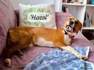 Mixed Breed dogs Hazel, 6 months approx. Available for adoption. - Advert 2