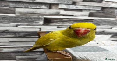 Budgerigars birds - Advert 15