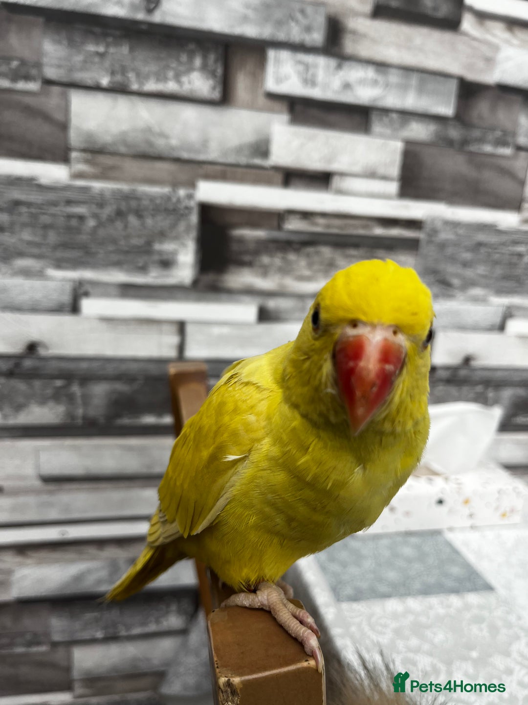 Budgerigars birds for sale: Handreared Tame Yellow Ringneck  - Image 2