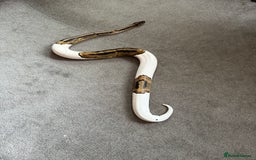 Python Snake reptiles for sale: Beautiful natured pied ball python - Image 1