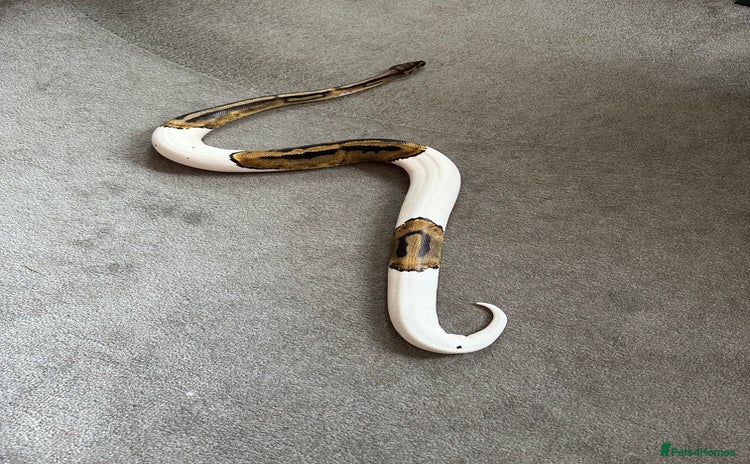 Python Snake reptiles - Advert 1