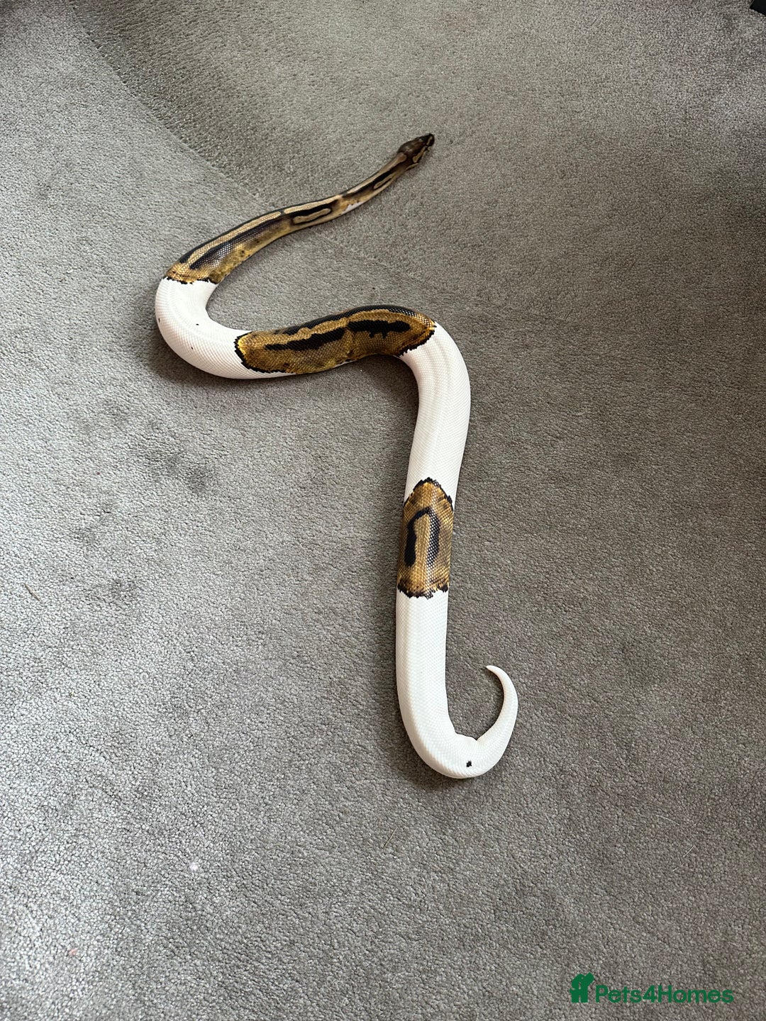Python Snake reptiles for sale: Beautiful natured pied ball python - Image 1