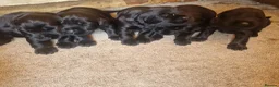 Giant Schnauzer dogs for sale: Giant schnauzer puppy's  - Advert 10