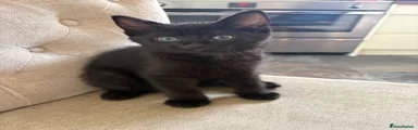 Mixed Breed Kitten 2