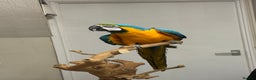 Macaws birds for sale: Beautiful Macaw - Advert 1
