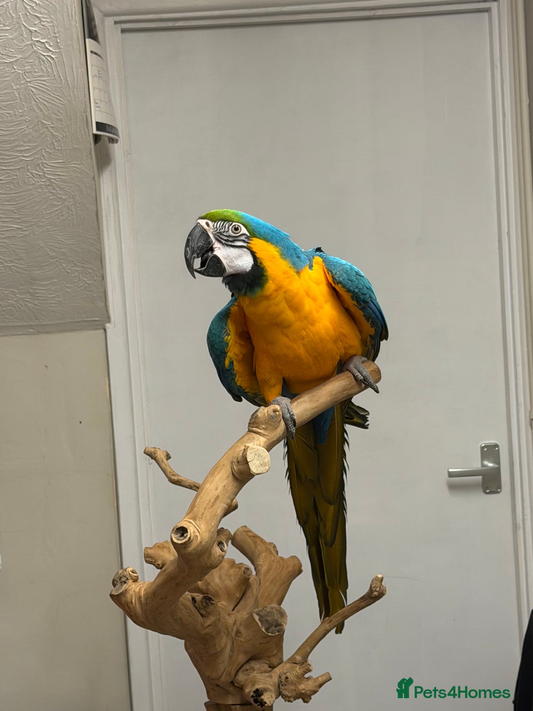 Macaws birds for sale: Beautiful Macaw - Advert 1