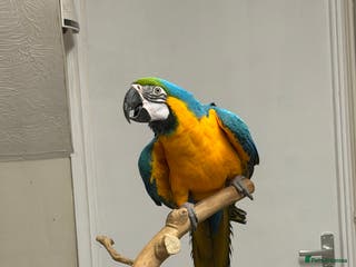 Macaws birds Beautiful Macaw - Advert 2