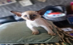 Siamese cats for sale: Siamese kittens  - Image 7