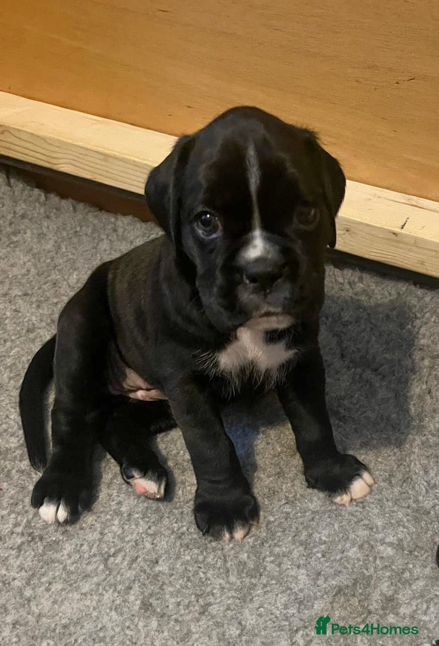 Boxer dogs Beautiful KC registered puppies for sale  - Advert 1