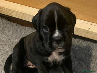 Boxer dogs Beautiful KC registered puppies for sale - Advert 6