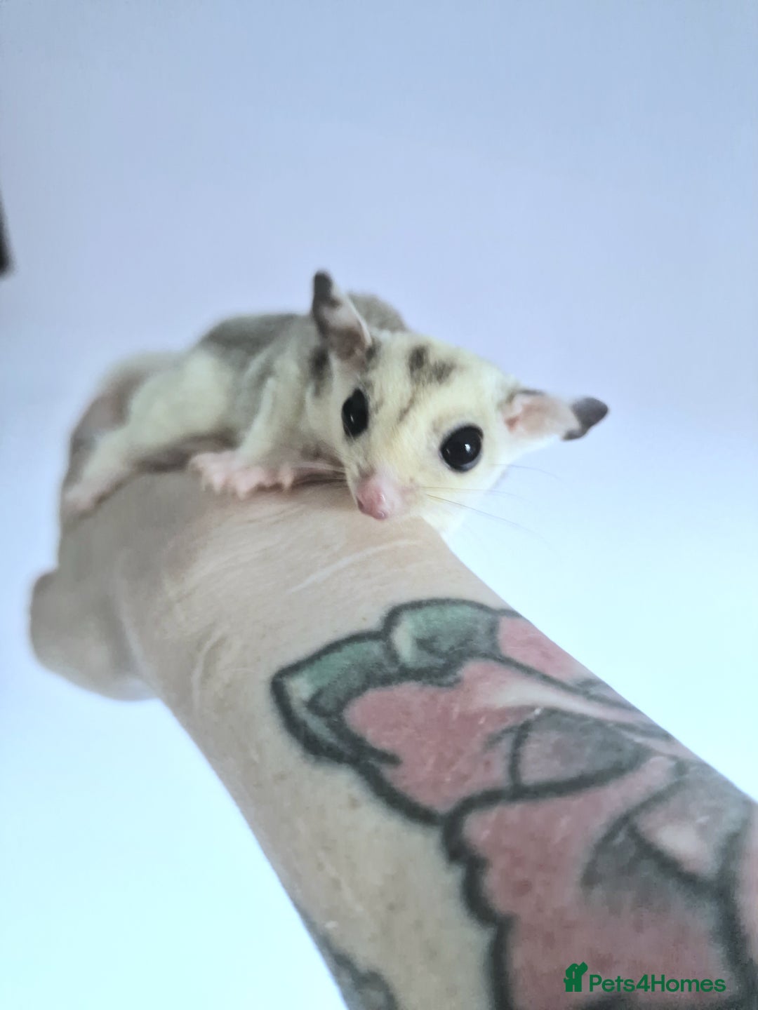 Sugar Glider rodents for sale: Mosaic Joey and his Mum £500 ONO - Image 3