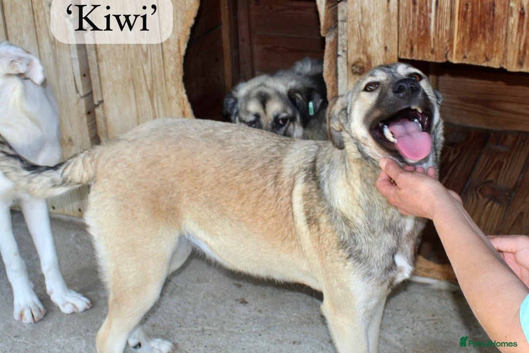 Mixed Breed dogs for adoption: Kiwi, 1 yr old. Available for adoption. - Image 5