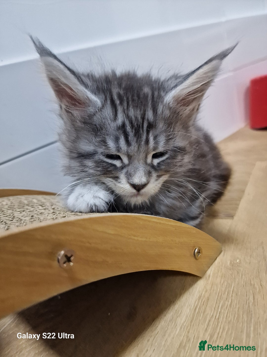 Maine Coon cats for sale: Pure Makne coon - Advert 29
