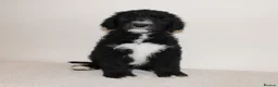 Sheepadoodle dogs for sale: F1 Sheepadoodle Puppies | 5* Licensed Breeder - Advert 20