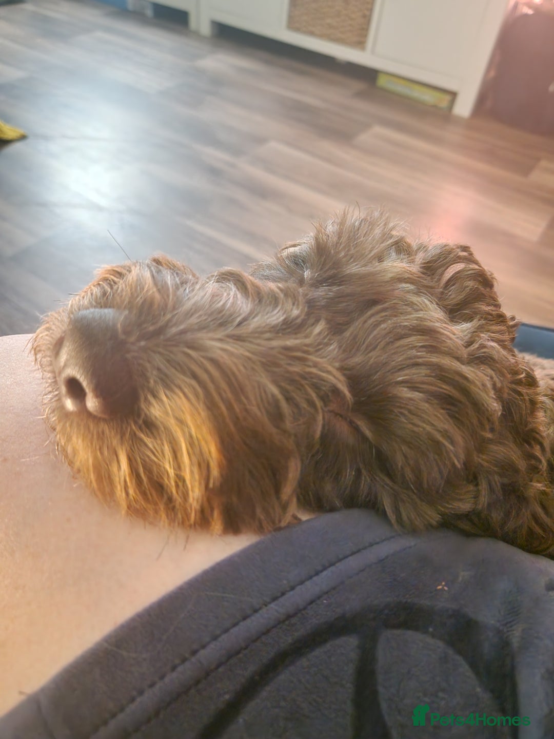 Cockapoo dogs for sale: MALE Cockapoo for sale - Image 7
