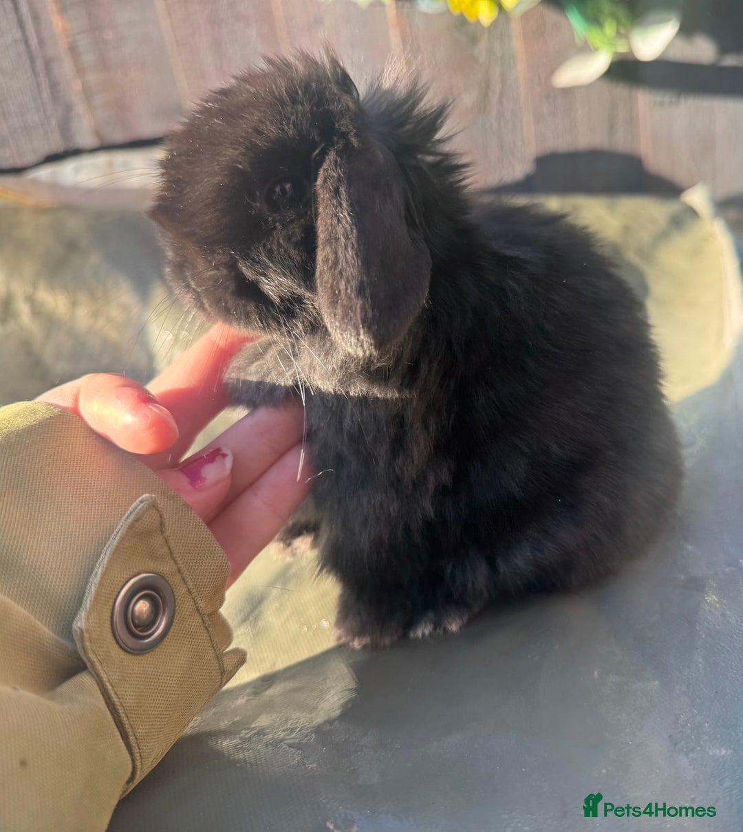 Mini Lop rabbits for sale: gorgeous mini lop babies  - Advert 1