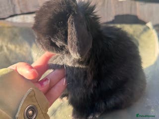 Mini Lop rabbits gorgeous mini lop babies - Advert 7