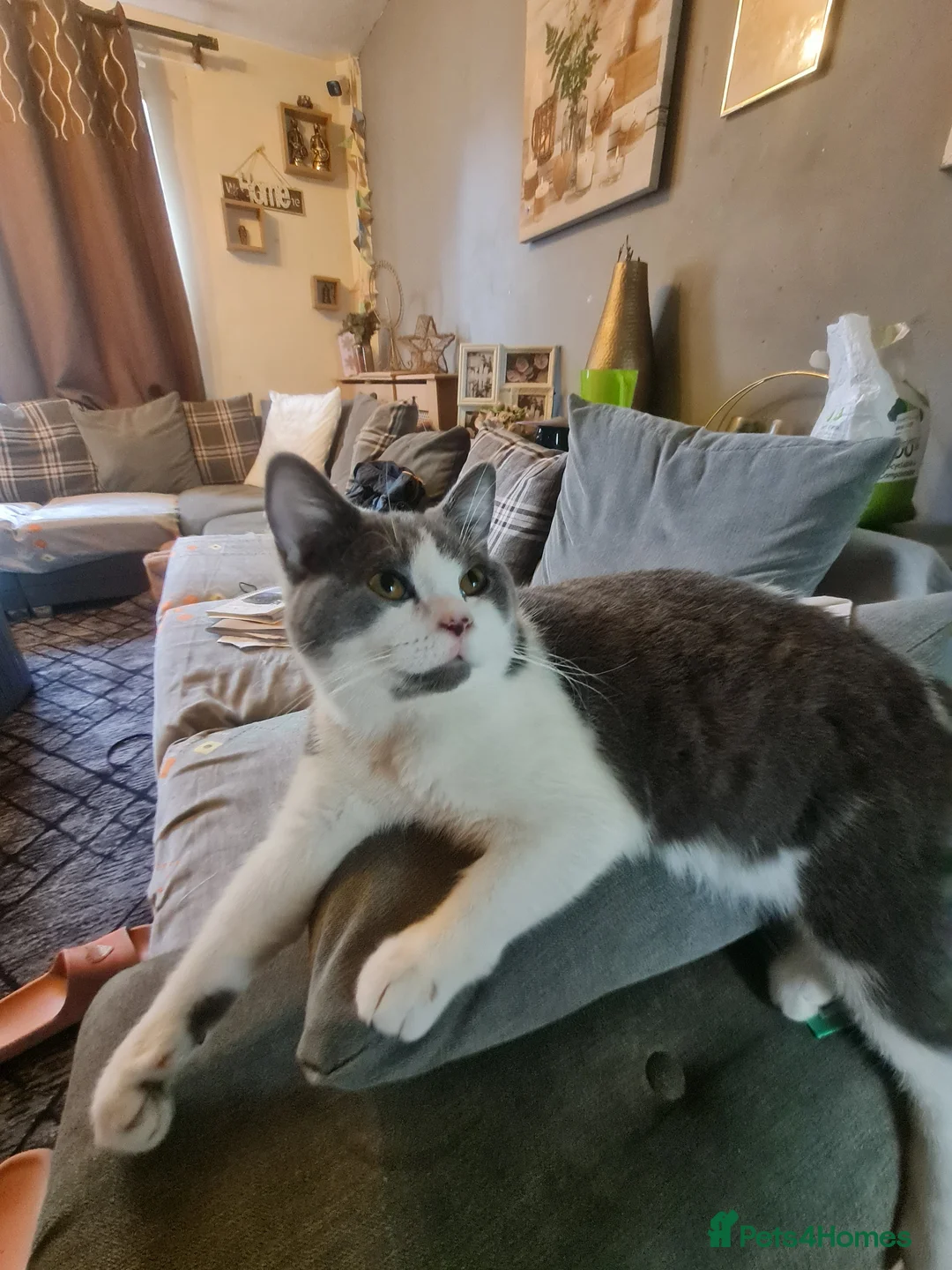 Mixed Breed cats for sale: Stunning  kittens looking  4 new home - Advert 2