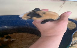 Guinea Pig rodents for sale: Baby Guinea Pigs - Image 6