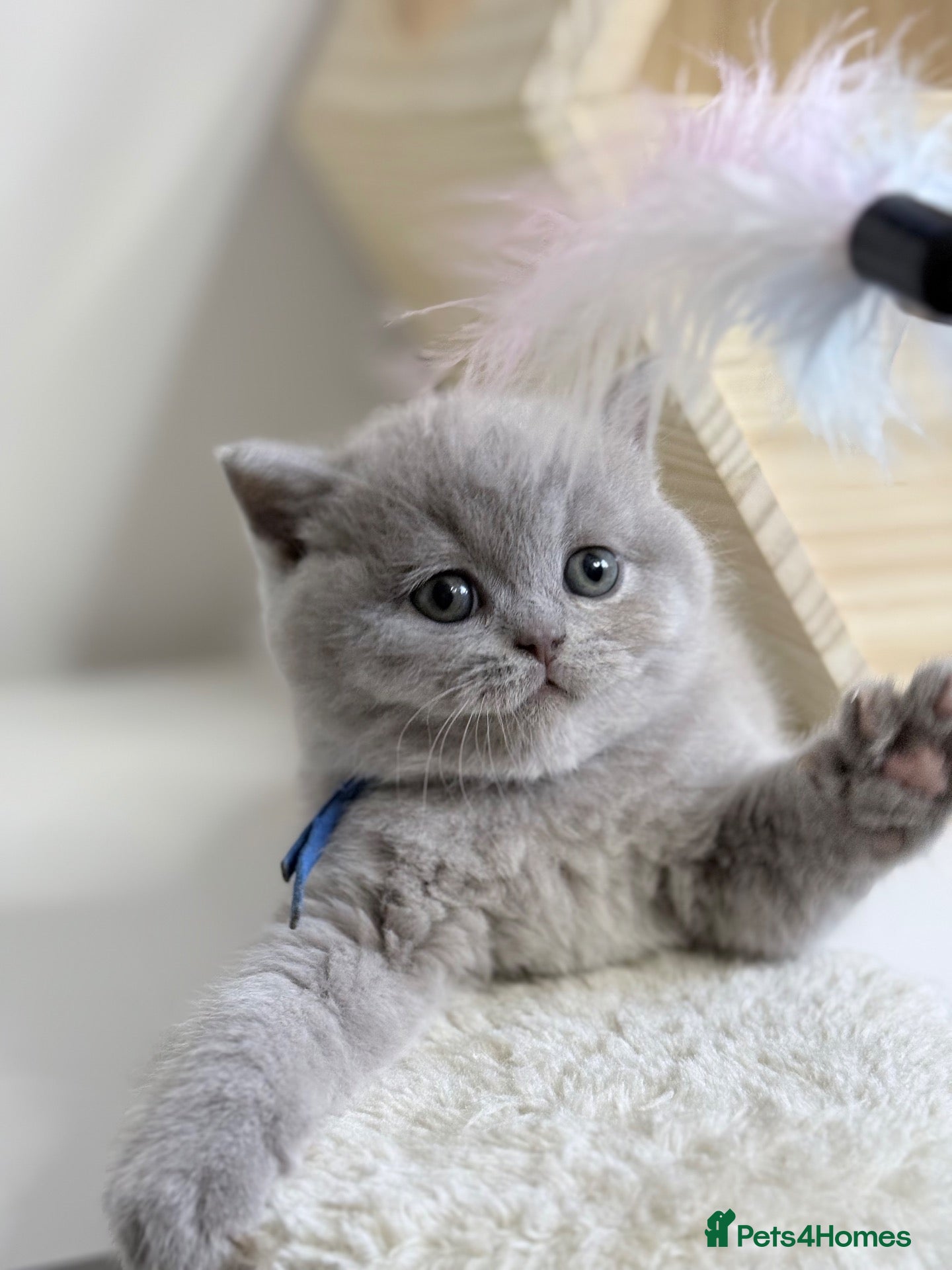 British Shorthair cats 100% PURE SILVER BLUE Pedigree Champions - Advert 1