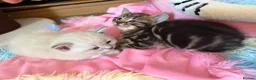 Scottish Fold cats for sale:  Scottish Fold Kittens 2 Males& 1 Female Available - Advert 9