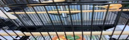 Canaries birds for sale: Golden mosaic canary  in Halstead - Advert 3