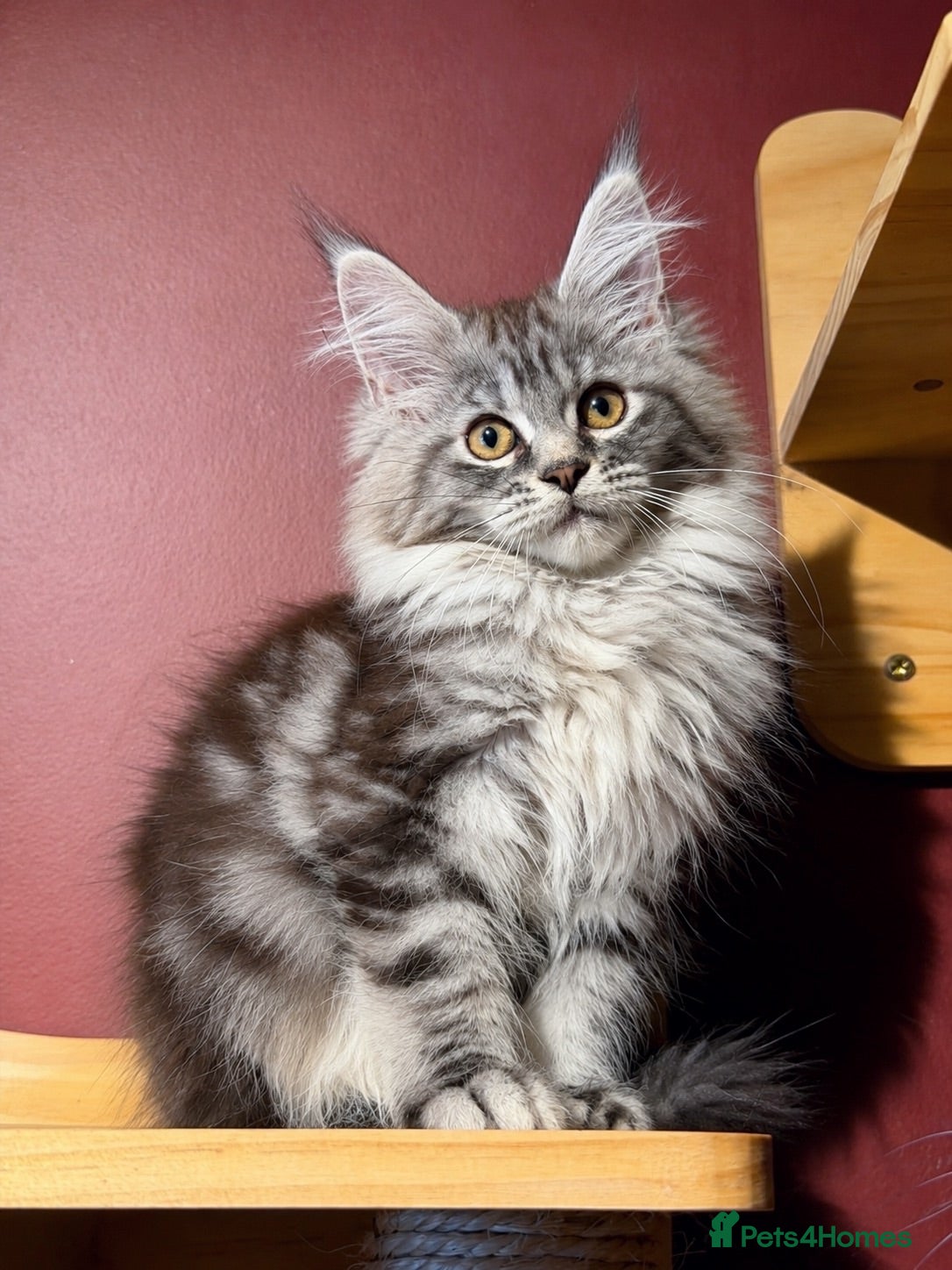 Maine Coon cats Maine Coon Kittens *READY* | DNA | TICA Red.  - Advert 3