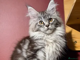 Maine Coon cats Maine Coon Kittens *READY* | DNA | TICA Red. - Advert 3