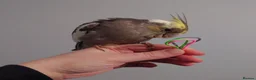 Cockatiels birds for sale: Hand reread silly tame DNA sexed baby cockatiels  - Advert 9