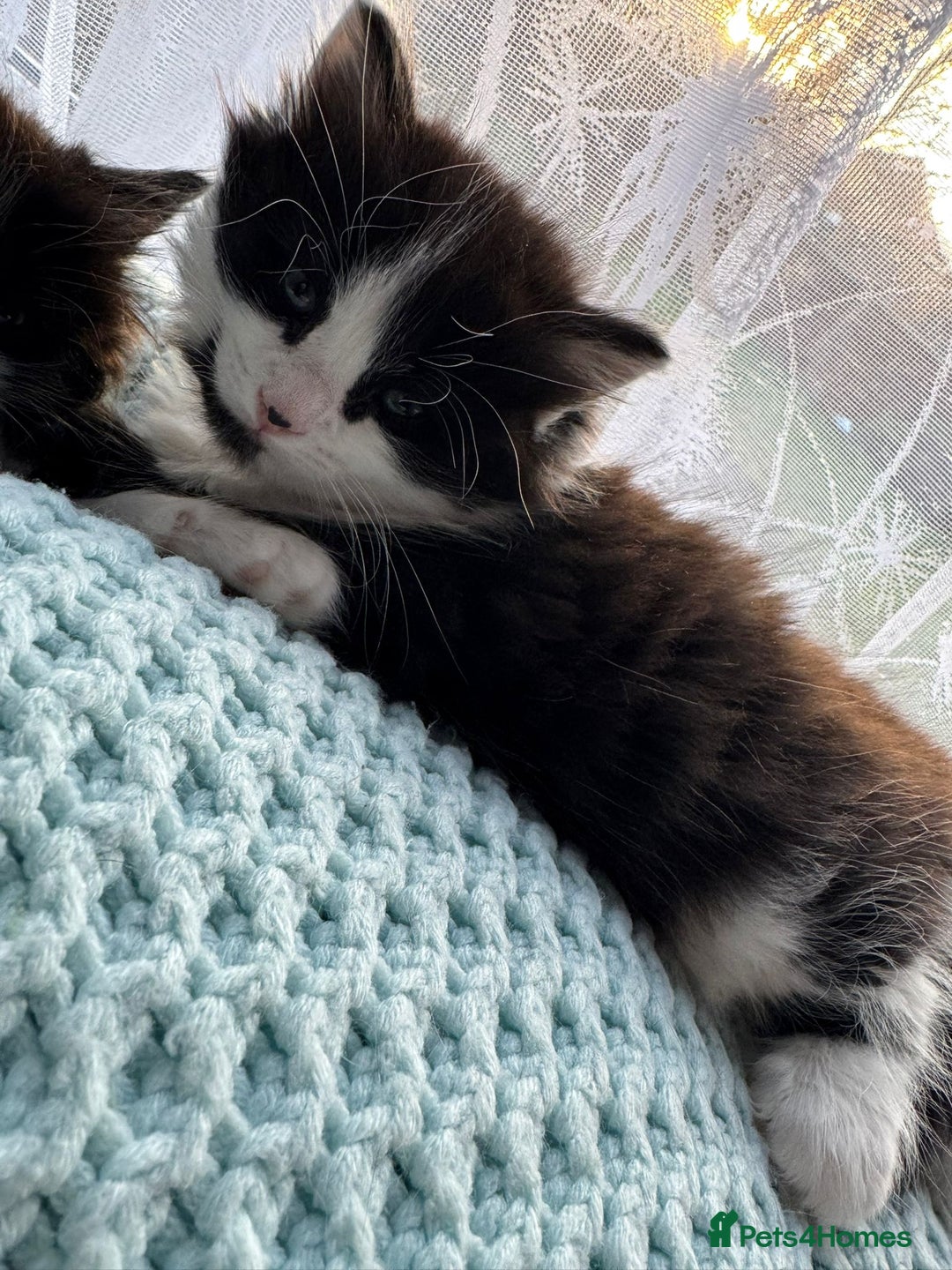 Turkish Angora cats for sale: Turkish Angora cross breed kittens - Advert 2