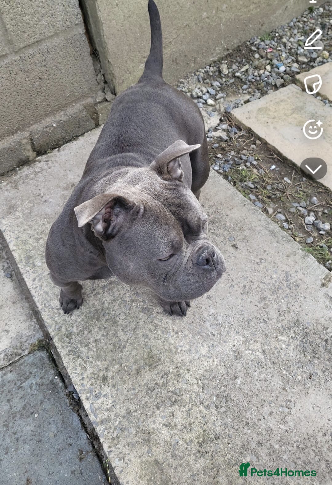 American Bully dogs Gorgeous chunky 5y pocket bully  - Advert 1