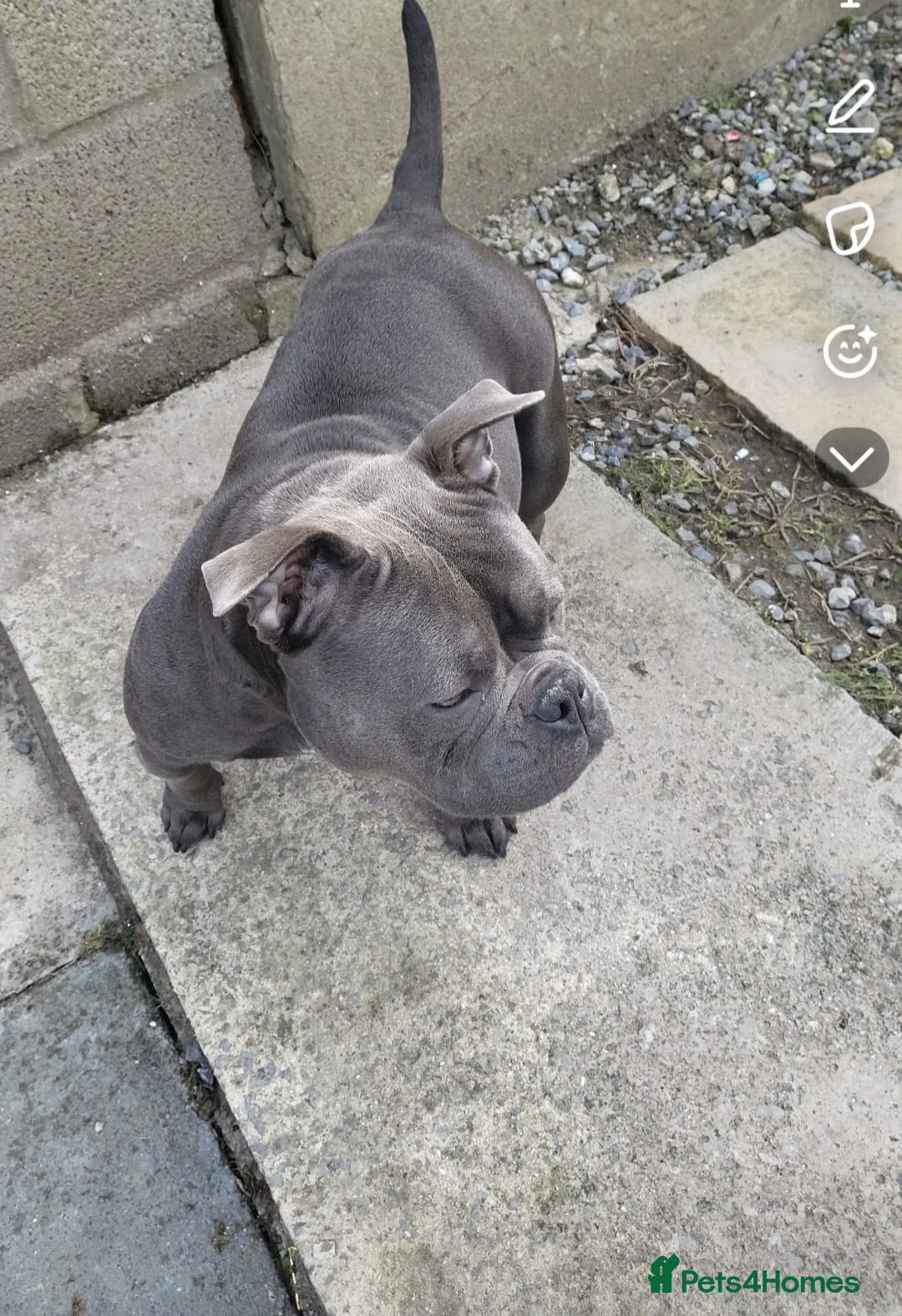 American Bully dogs for sale: Gorgeous chunky 5y pocket bully  in Llanelli - Advert 1