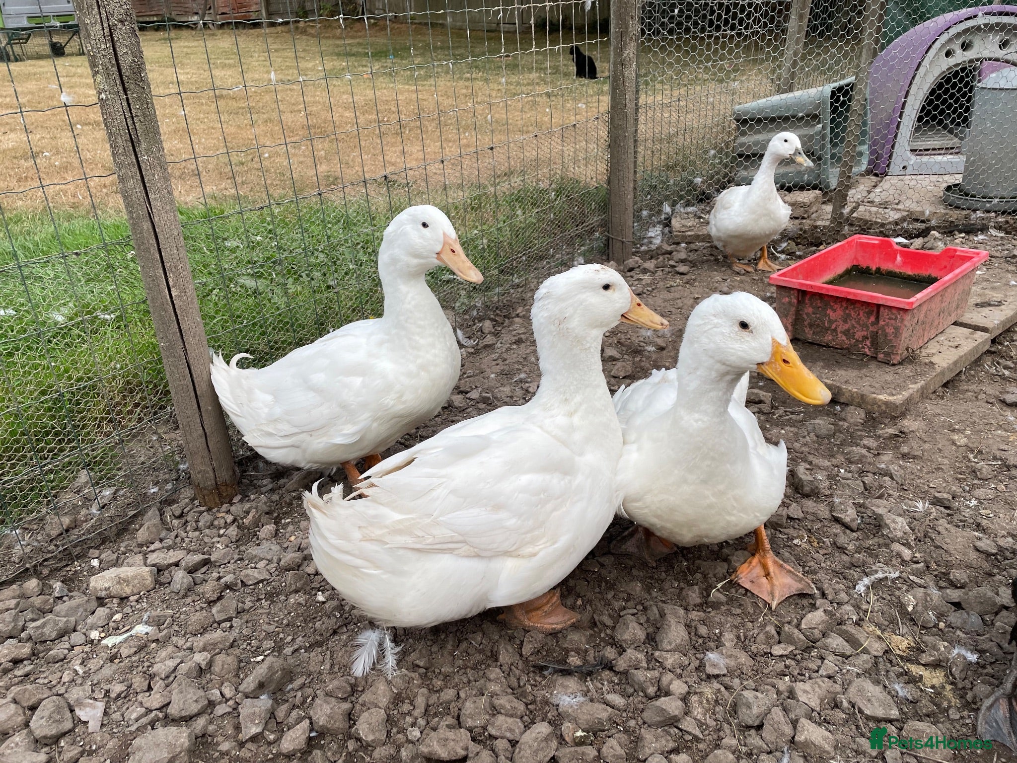 Ducks poultry x4 white ducks hatched just after Easter 2026  - Advert 1