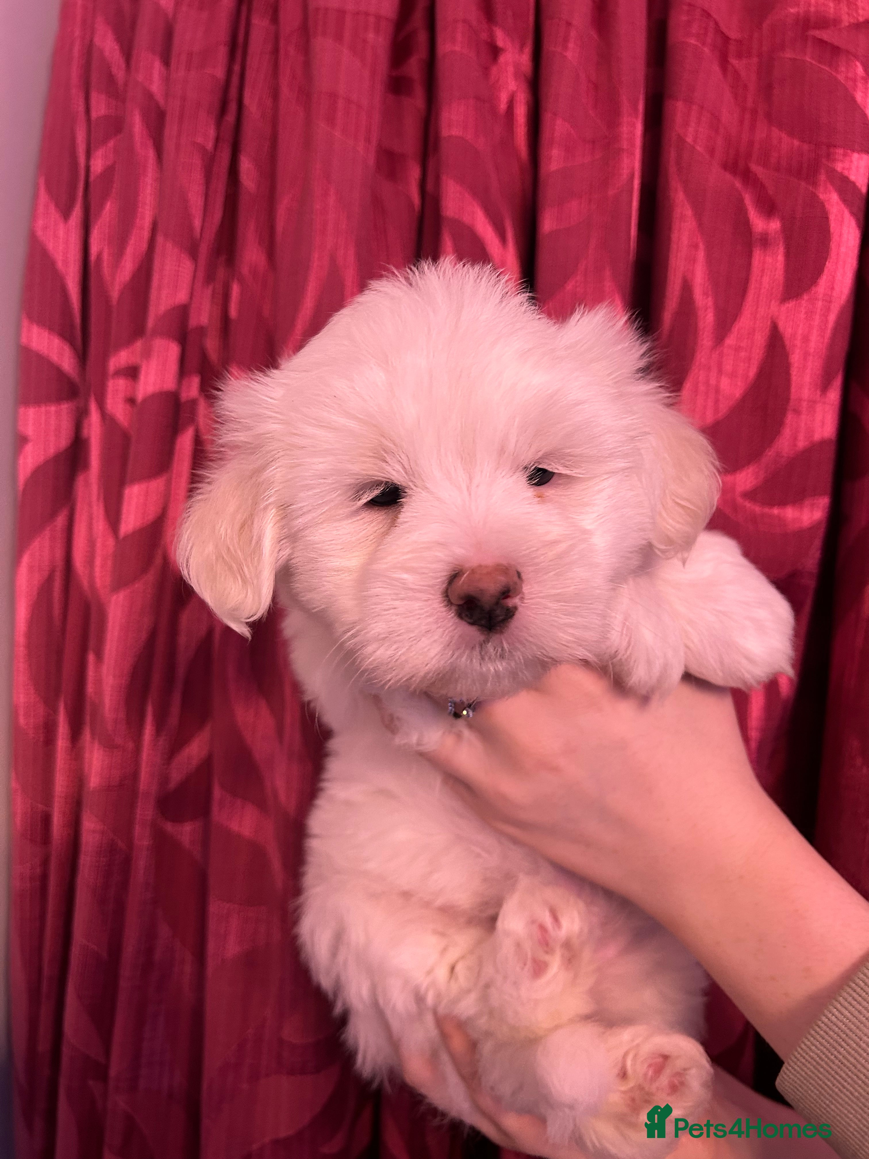 Coton De Tulear dogs KC reg Coton de Tulear Pups 1 boy, 1 girl left - Advert 1