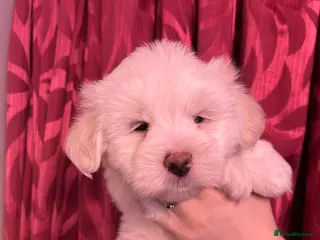 Coton De Tulear dogs KC reg Coton de Tulear Pups 1 boy, 1 girl left - Advert 1